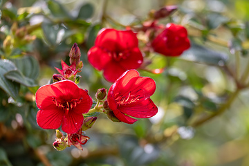 Image showing Chaetogastra grossa, synonym Tibouchina grossa, Cundinamarca department, Colombia.