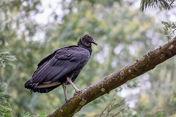 Image showing Black vulture (Coragyps atratus), Guatavita Cundinamarca department. Wildlife and birdwatching in Colombia.