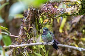 Image showing Tourmaline sunangel (Heliangelus exortis), species of hummingbird. Cundinamarca department. Wildlife and birdwatching in Colombia