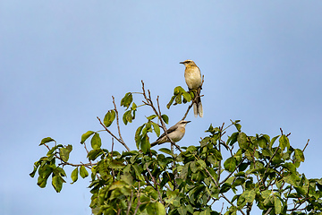 Image showing Tropical mockingbird (Mimus gilvus). Barichara, Santander department. Wildlife and birdwatching in Colombia