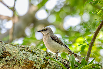 Image showing Tropical mockingbird (Mimus gilvus). Barichara, Santander department. Wildlife and birdwatching in Colombia