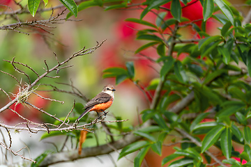 Image showing Vermilion flycatcher (Pyrocephalus obscurus) female. Barichara, Santander department. Wildlife and birdwatching in Colombia