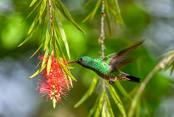 Image showing Indigo-capped hummingbird (Saucerottia cyanifrons). Barichara, Santander department. Wildlife and birdwatching in Colombia