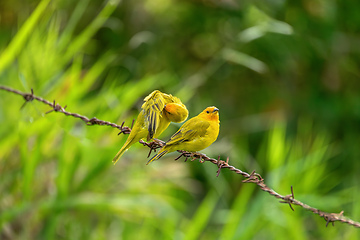 Image showing Bird Saffron finch (Sicalis flaveola). Santander department. Wildlife and birdwatching in Colombia