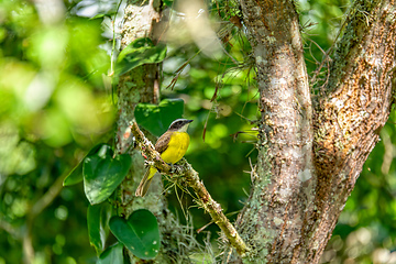 Image showing Tropical kingbird (Tyrannus melancholicus), Barichara Santander department. Wildlife and birdwatching in Colombia.