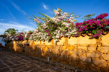 Image showing Bougainvillea buttiana, flowering plant, Barichara Santander department, Colombia