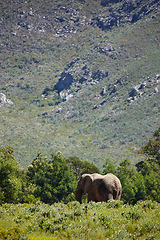 Image showing Safari, wildlife and elephant or animal in habitat, environment and holiday location for tourism with green plants. Ecology, ecosystem and grassland or nature reserve for species, mountain and trees