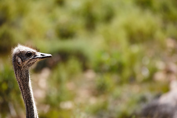 Image showing Ostrich, bird and safari in natural habitat for travel, holiday destination and wildlife conservation. Animal, closeup and omnivore for adventure, ecosystem and environment in national park in Africa