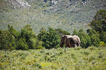 Image showing Safari, wildlife and elephant in nature or reserve environment for tourism, travel and location for tourist. Ecology, ecosystem and grassland or habitat for species, mountain or rocks and trees