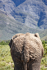 Image showing Rump, elephant and Safari for wildlife animals in nature reserve, environment and holiday location for tourism. Ecology, ecosystem and grassland or habitat for species, mountain or rocks and trees