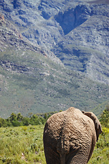 Image showing Rump, elephant and Safari for animals in nature, outside environment and holiday location for tourism. Ecology, ecosystem and grassland for species or wildlife, mountain and green plants or trees