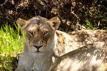 Image showing Lioness, animal or face of wild cat in forest, grass or nature by pasture for camouflage in South Africa. Safari, travel or predator under tree for shade in environment, sunshine or wildlife location