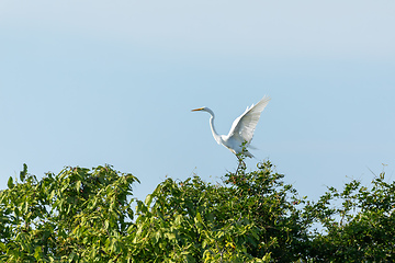 Image showing Great egret (Ardea alba), Magdalena department. Wildlife and birdwatching in Colombia.