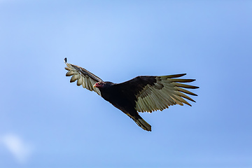 Image showing Turkey vulture (Cathartes aura), La Guajira Department. Wildlife and birdwatching in Colombia.