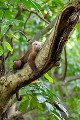 Image showing Varied white-fronted capuchin (Cebus versicolor), Tayrona National Park, Magdalena department. Colombia wildlife.