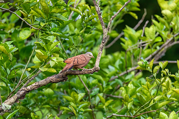 Image showing Ruddy ground dove (Columbina talpacoti), Magdalena department. Wildlife and birdwatching in Colombia.