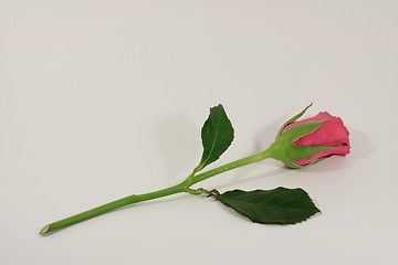 Image showing Valentines rose