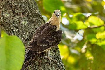 Image showing Yellow-headed caracara (Milvago chimachima), Cesar department, Wildlife and birdwatching in Colombia