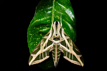 Image showing Eumorpha vitis, known as the vine sphinx, Tayrona National Park,