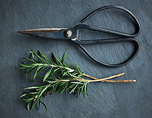 Image showing Above, rosemary and scissor for cutting herb, shrub and leaf on plant for seasoning and ingredient for food. Antioxidant, flavor and organic with utensil for cooking, aroma and green for grow twig