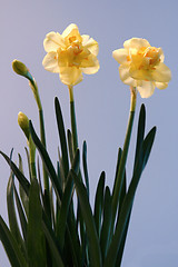 Image showing narcissus