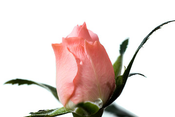 Image showing Rose Bud