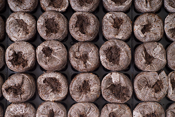 Image showing Seed Starters