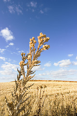 Image showing harvest wheat