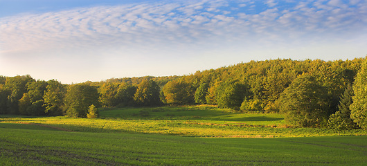 Image showing Landscape, nature and travel in countryside, trees in meadow or field in Germany with ecology, growth and sustainability. Eco, location and natural background with farming and land for biodiversity