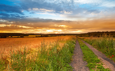 Image showing Field, countryside and outdoor with sunset, environment and nature with a dirt road and adventure with leaves. Path, clouds and growth with landscape and summer with agriculture, journey and plants
