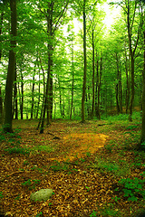 Image showing Environment, forest and nature with trees in summer for conservation or sustainability of ecosystem. Jungle, landscape and location with rainforest or woods for adventure, exploration and hiking
