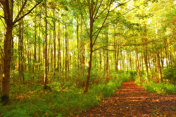 Image showing Environment, jungle and path with trees in autumn for conservation or sustainability of ecosystem. Forest, nature and dirt road with woods climate or landscape for adventure, exploration and hiking