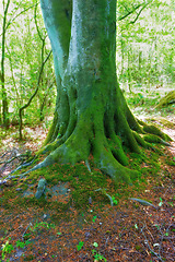 Image showing Jungle, forest and nature with tree in summer for conservation or sustainability of ecosystem. Environment, landscape and location with rainforest or woods for adventure, exploration and hiking