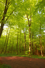 Image showing Environment, forest and park with trees in summer for conservation or sustainability of ecosystem. Jungle, landscape and nature with green rainforest location for adventure, exploration and hiking