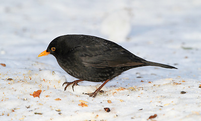 Image showing Black, bird and hungry in nature with snow for winter, wildlife and natural habitat or environment for animal. Blackbird, survival and outdoors in cold weather in Europe for adaptation and ice