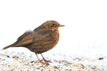 Image showing Blackbird, chick and animal in spring nature on ground with snow or ice to search for food and seeds. Bird, breed or closeup outdoor in backyard or park in countryside with young songbird or wildlife