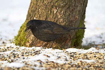 Image showing Blackbird, tree and garden with nature, environment and season with avian and countryside. Animal, backyard and ice with wildlife and landscape with moss and ground with feather and ecosystem