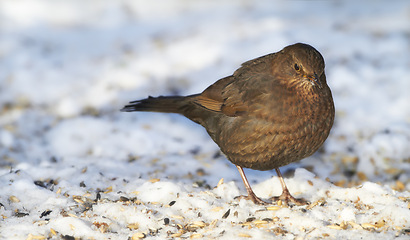 Image showing Spring, chick and blackbird animal in nature on ground with snow or ice to search for grain or seeds. Bird, breed or closeup outdoor in backyard or park in countryside with young wildlife or songbird