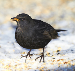 Image showing Black, bird and outdoor in nature with snow for winter, wildlife and natural habitat or environment for animal. Blackbird, survival and hungry in cold weather in Europe for adaptation and closeup.