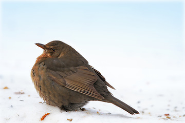 Image showing Chick, blackbird and animal in spring nature on ground with snow or ice to search for food and seeds. Bird, breed or closeup outdoor in backyard or park in countryside with young songbird or wildlife