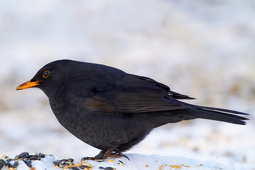 Image showing Black, bird and food in nature with snow for winter, wildlife and natural habitat or environment for animal. Blackbird, survival and hungry in cold weather in Europe for adaptation and closeup