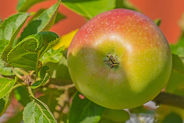 Image showing Agriculture, apple and farm in countryside with fresh green produce on tree for organic health or sustainability. Environment, food and fruit in orchard for natural growth in spring or harvest season