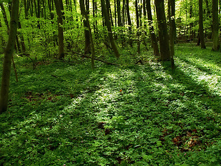 Image showing Environment, landscape and nature with trees in summer for conservation or sustainability of ecosystem. Earth, jungle and location with rainforest or woods for adventure, exploration and hiking