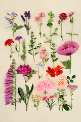 Image showing Large Collection of British Summer Flowers Herbs and Wildflowers