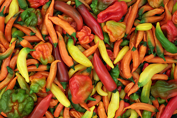 Image showing Chili Pepper Vegetables Vivid Colorful Background 