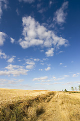 Image showing harvest wheat