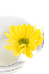 Image showing yellow flower