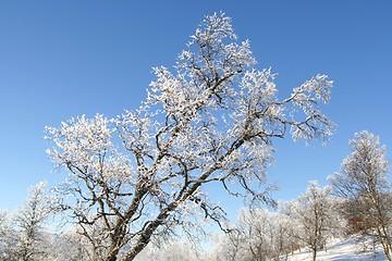 Image showing Frosty tree