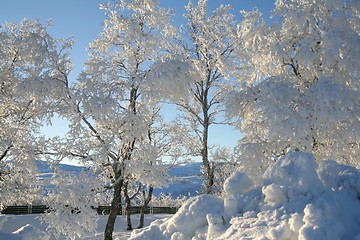 Image showing Frosty trees