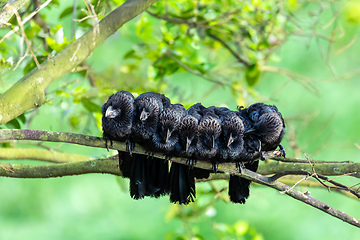 Image showing Groove-billed ani (Crotophaga sulcirostris). Rionegro, Santander department. Wildlife and birdwatching in Colombia